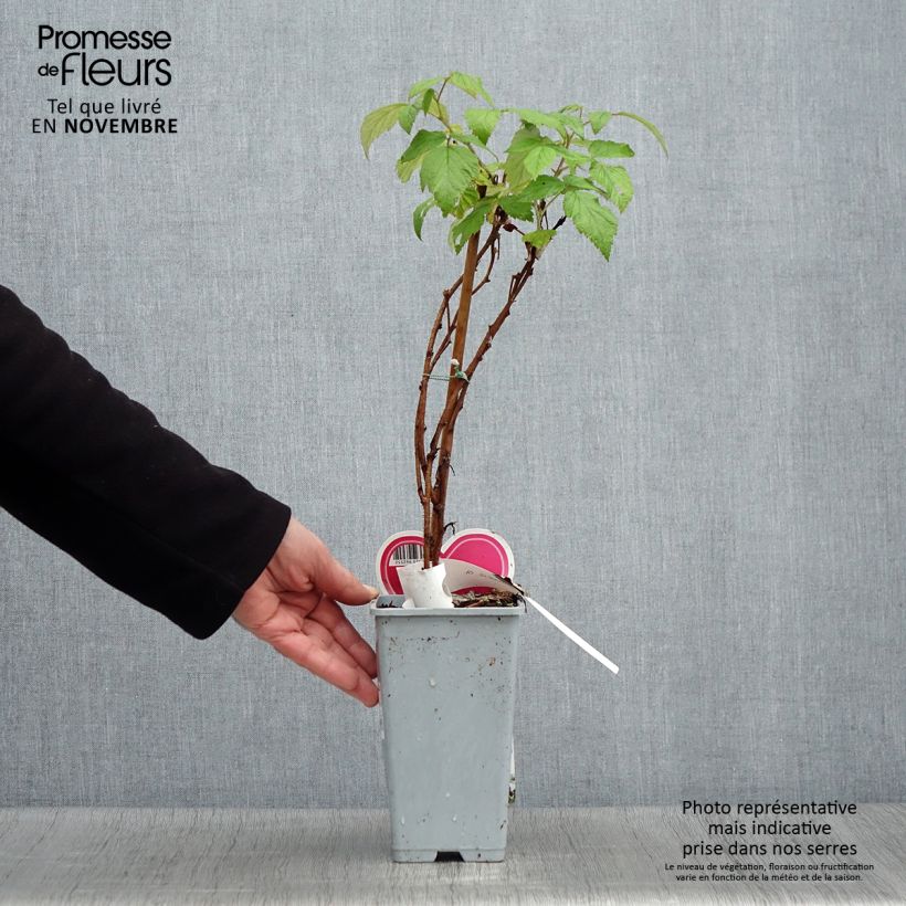 Spécimen de Framboisier Schönemann - Rubus idaeus Pot de 1,5L/2L, Buisson tel que livré en automne