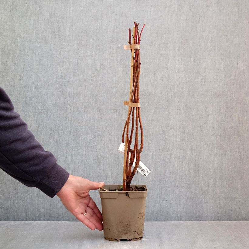 Spécimen de Framboisier Sumo 2 (remontant) à gros fruits Pot de 2L/3L, Touffe tel que livré en automne