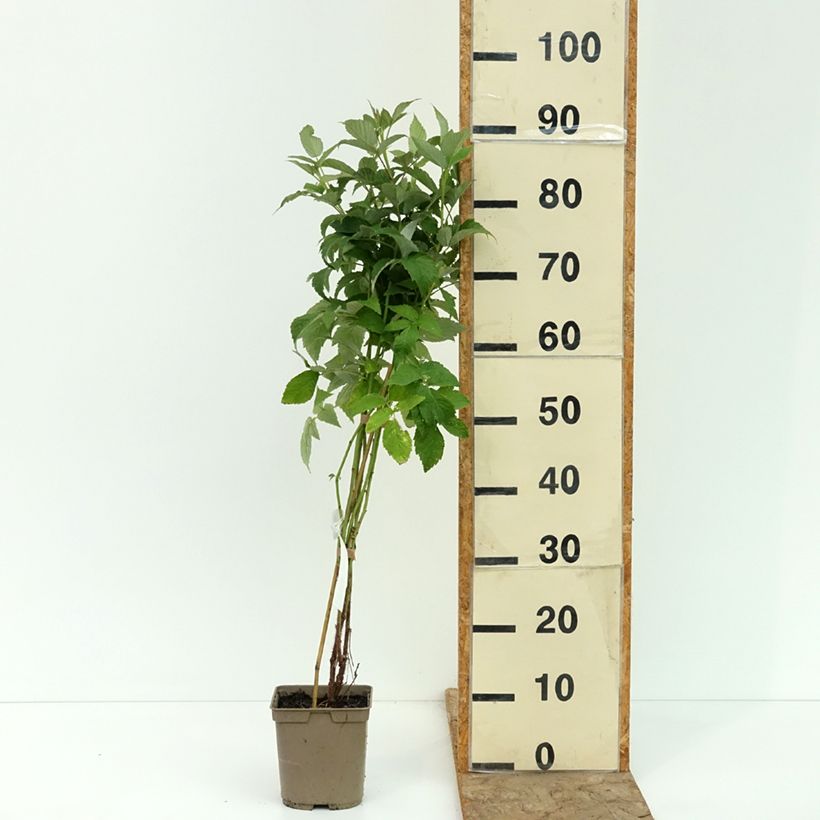 Spécimen de Framboisier Sumo 2 (remontant) à gros fruits Pot de 2L/3L, Touffe tel que livré en été