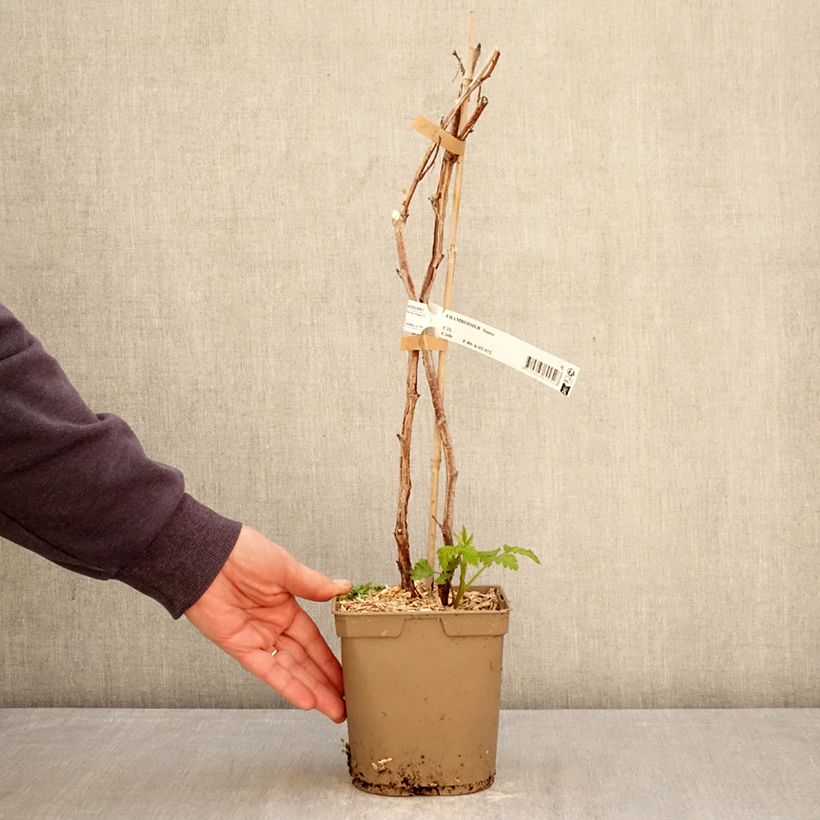 Spécimen de Framboisier Sumo 2 (remontant) à gros fruits Pot de 2L/3L, Touffe tel que livré au printemps