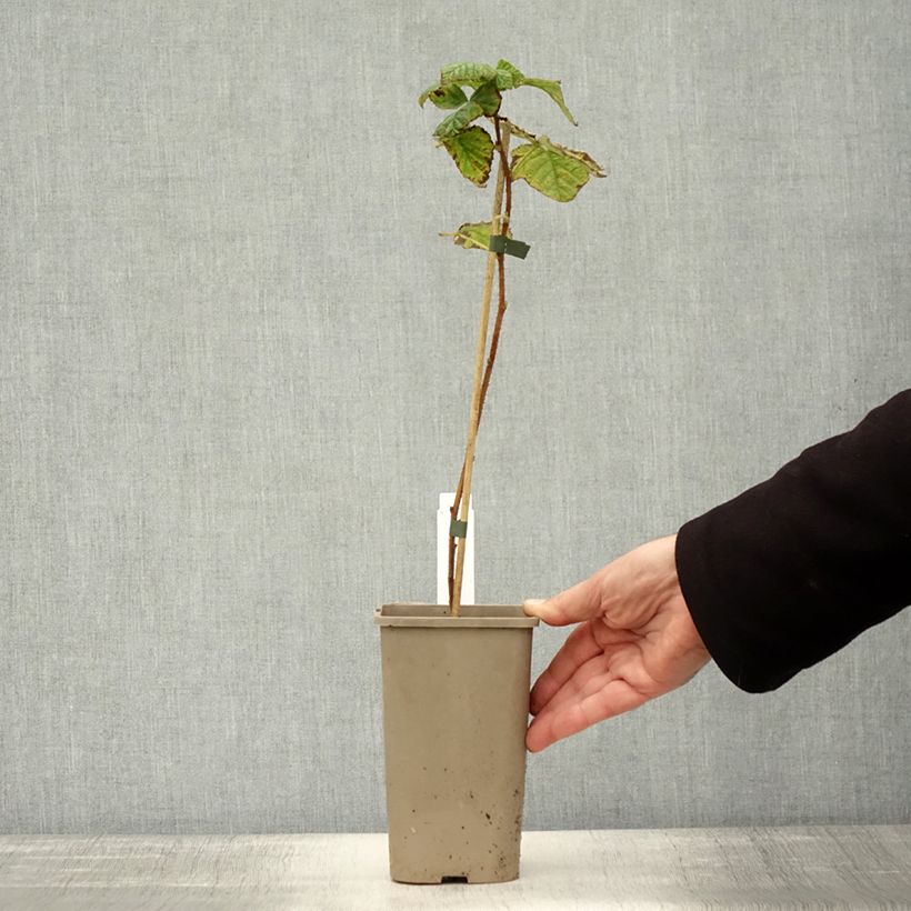 Spécimen de Framboisier Tulamagic non remontant Pot de 1,5L/2L tel que livré en automne