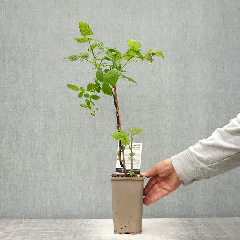 Lampone Tulamagic Vaso da 1,5L/2L esemplare consegnato in primavera