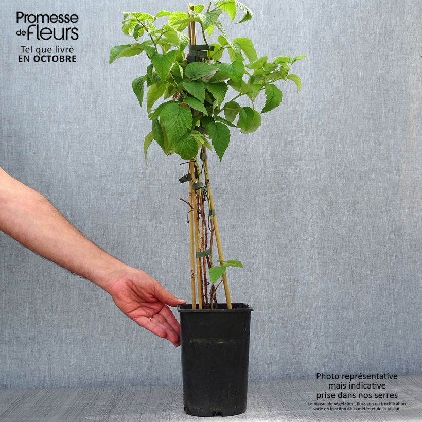 Spécimen de Framboisier Tulameen - Rubus idaeus Pot de 2L/3L, Buisson tel que livré en automne