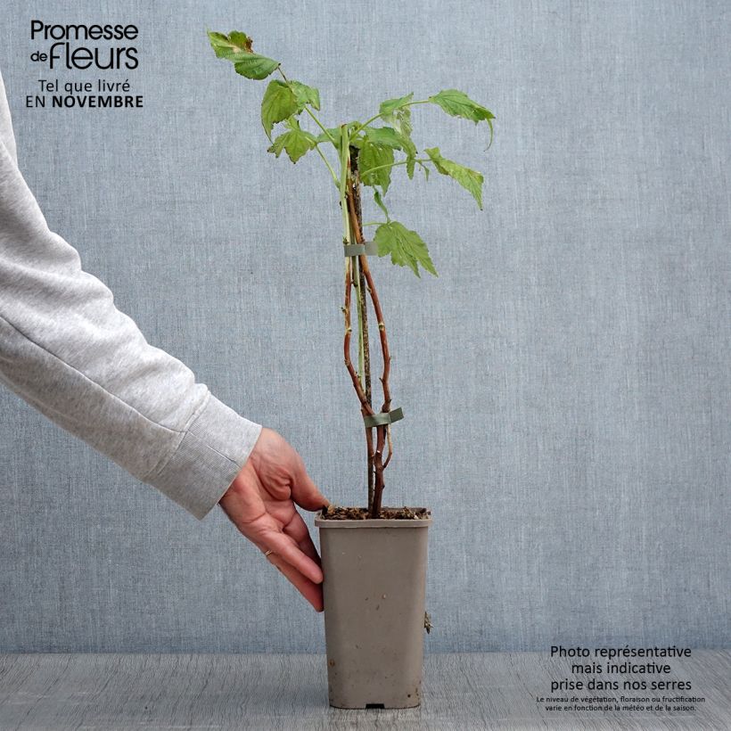 Spécimen de Framboisier Twotimer Allyouneed - Rubus idaeus (remontant) Pot de 1,5L/2L tel que livré en automne