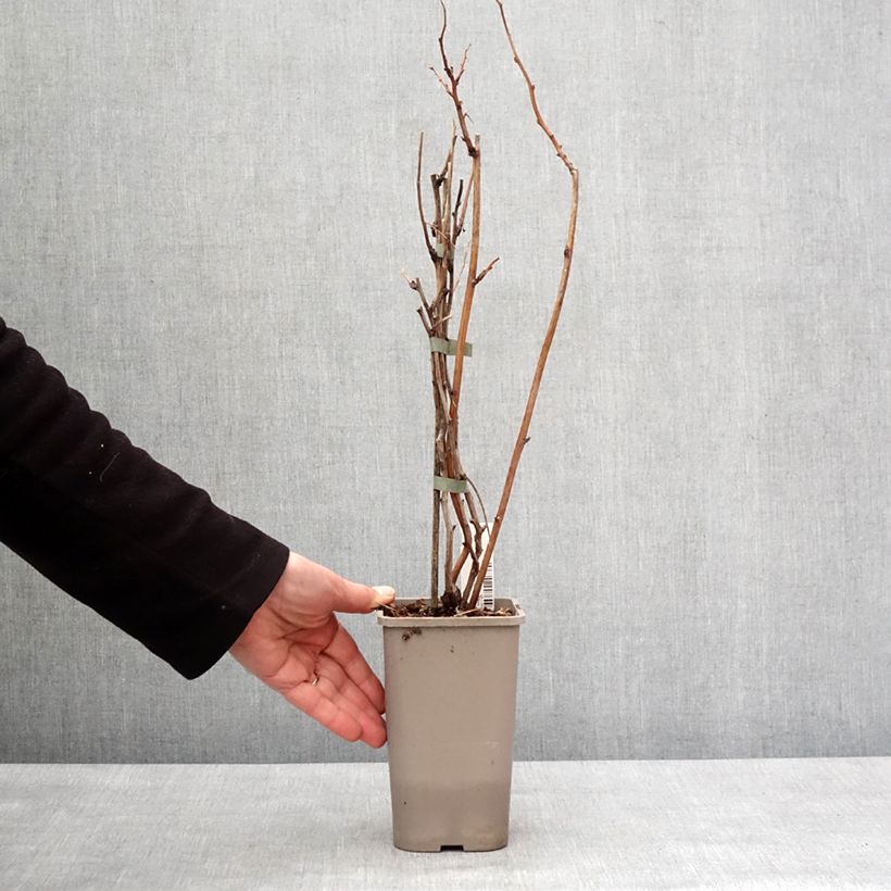 Spécimen de Framboisier Twotimer Allyouneed - Rubus idaeus (remontant) Pot de 1,5L/2L tel que livré en hiver