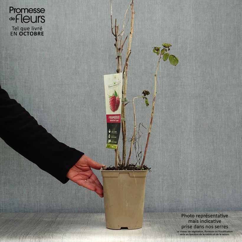 Spécimen de Framboisier Twotimer Sugana Red (remontant) Pot de 1,5L/2L, Touffe tel que livré en automne