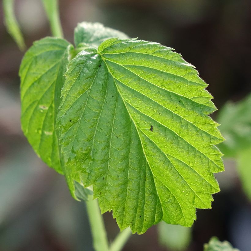 Framboisier Valentina (non remontant) (Feuillage)