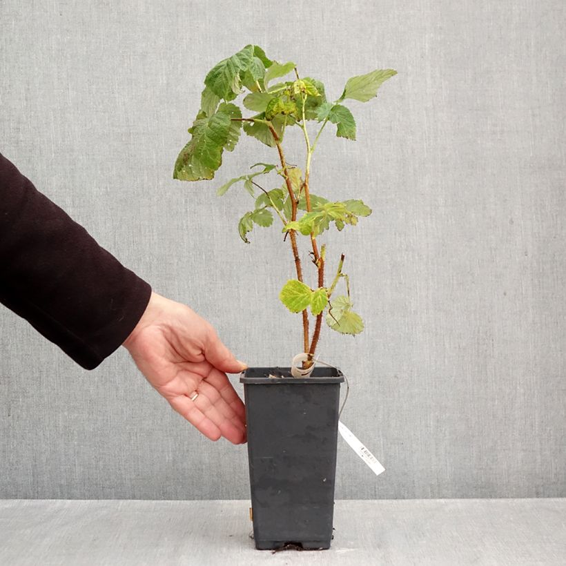 Spécimen de Framboisier Valentina (non remontant) Pot de 1,5L/2L, Touffe tel que livré en automne