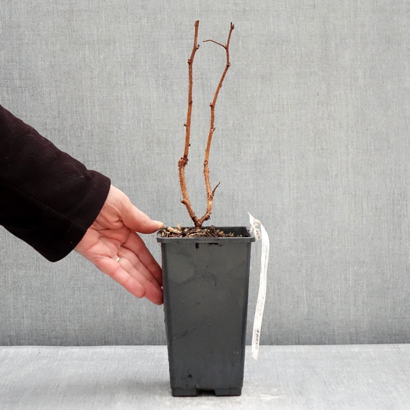 Spécimen de Framboisier Valentina (non remontant) Pot de 1,5L/2L, Touffe tel que livré en hiver