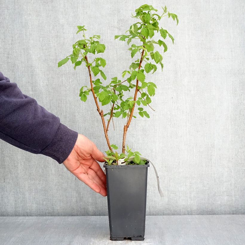 Spécimen de Framboisier Valentina (non remontant) Pot de 1,5L/2L, Touffe tel que livré au printemps