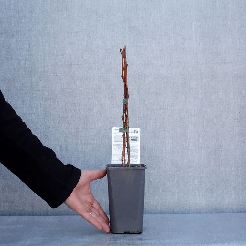 Spécimen de Framboisier Versailles (remontant) Bio Pot de 1,5L/2L, Touffe tel que livré en hiver