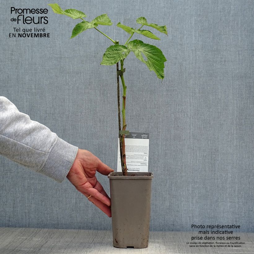 Spécimen de Framboisier Versailles (remontant) Pot de 1L/1,5L, Touffe tel que livré en automne