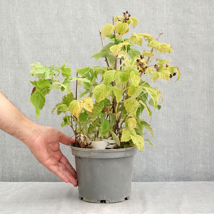 Spécimen de Framboisier Violette (non remontant) Pot de 3L/4L tel que livré en été