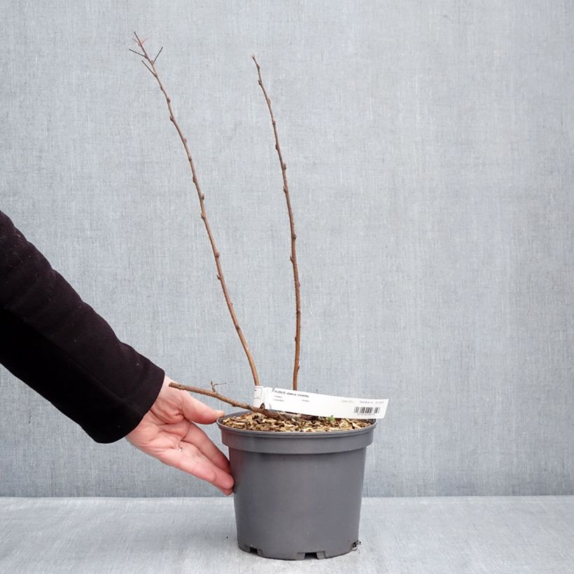 Spécimen de Framboisier Violette (non remontant) Pot de 3L/4L tel que livré en hiver