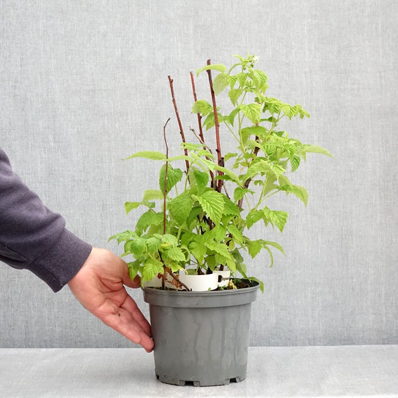Spécimen de Framboisier Violette (non remontant) Pot de 3L/4L tel que livré au printemps