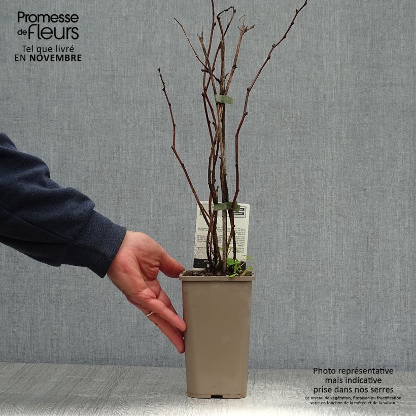 Spécimen de Framboisier Willamette (non remontant) Pot de 1,5L/2L, Buisson tel que livré en automne