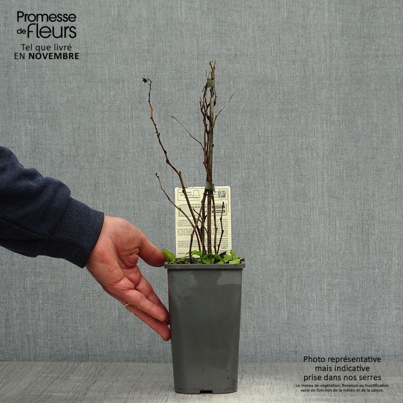 Spécimen de Framboisier Zeva (remontant) Bio Pot de 1,5L/2L, Touffe tel que livré en automne