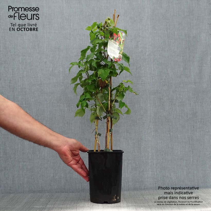 Spécimen de Framboisier Zeva - Zefa Herfsternte (remontant) Pot de 1,5L/2L, Touffe tel que livré en automne