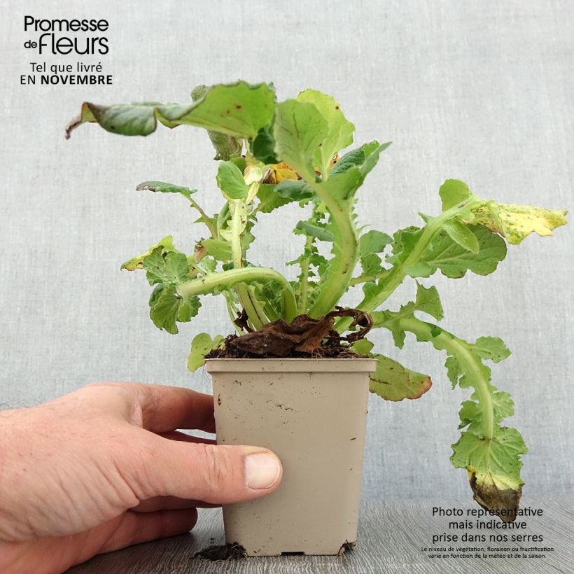 Spécimen de Francoa sonchifolia Godet de 8/9 cm tel que livré en automne