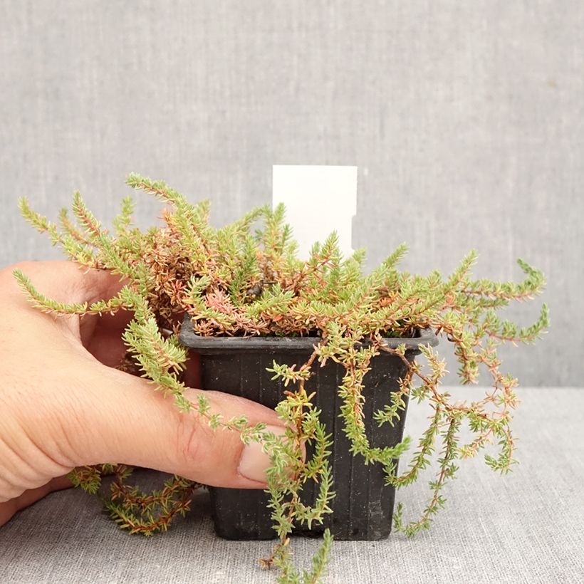 Spécimen de Frankenia laevis - Bruyère marine Godet de 8/9 cm tel que livré en automne