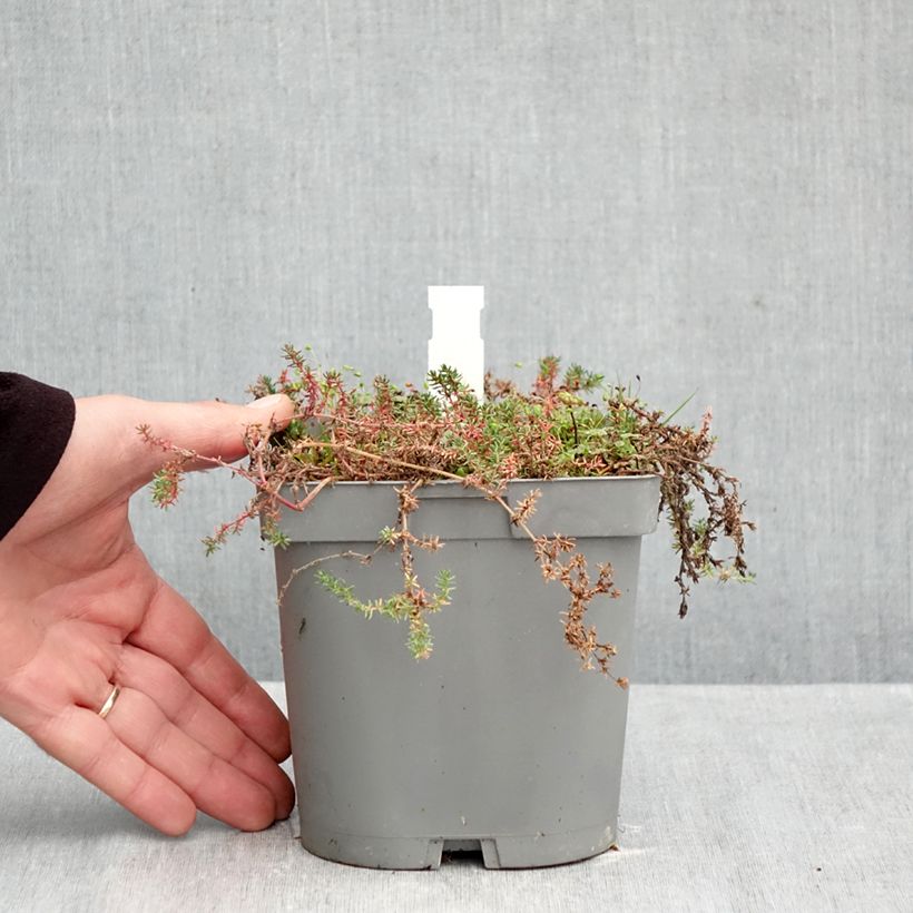 Spécimen de Frankenia laevis - Bruyère marine Pot de 2L/3L tel que livré en automne