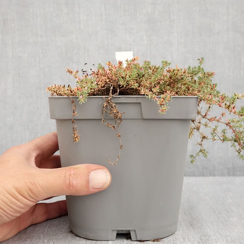 Spécimen de Frankenia laevis - Bruyère marine Pot de 2L/3L tel que livré en été