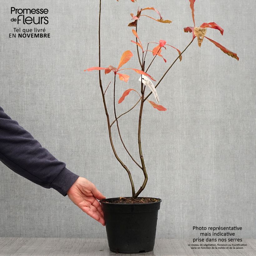 Spécimen de Franklinia alatamaha - Arbre de Franklin Pot de 4L/5L tel que livré en automne