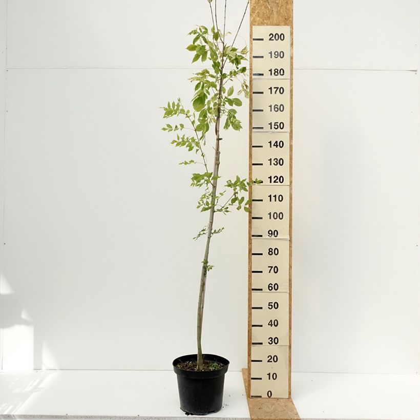 Spécimen de Fraxinus americana Hunky Punk - Frêne d'Amérique panaché Pot de 7,5L/10L tel que livré en été