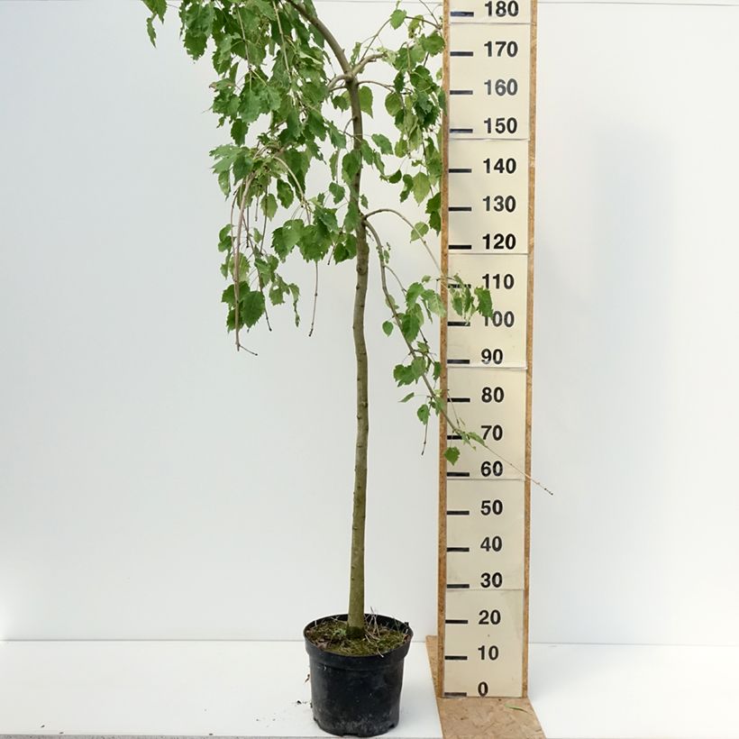 Spécimen de Fraxinus excelsior Heterophylla Pendula - Frêne pleureur Pot de 7,5L/10L tel que livré en été