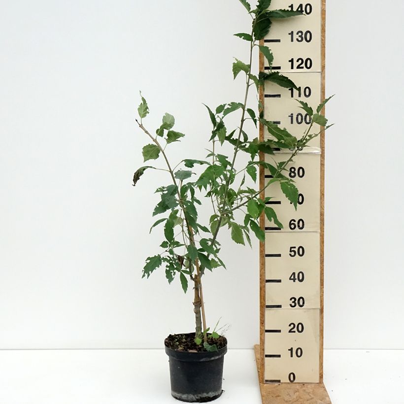 Spécimen de Fraxinus excelsior Zygmunt Krasiński - Frêne commun Pot de 7,5L/10L tel que livré en été