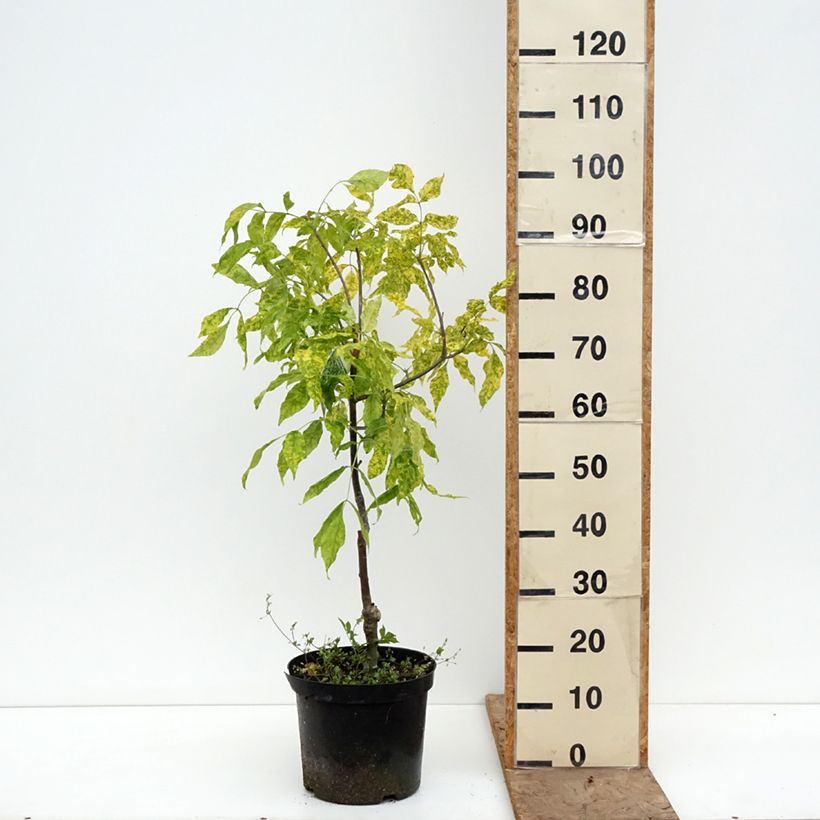 Spécimen de Fraxinus pennsylvanica Aucubifolia - Frêne de Pennsylvanie Pot de 7,5L/10L, Tige tel que livré au printemps