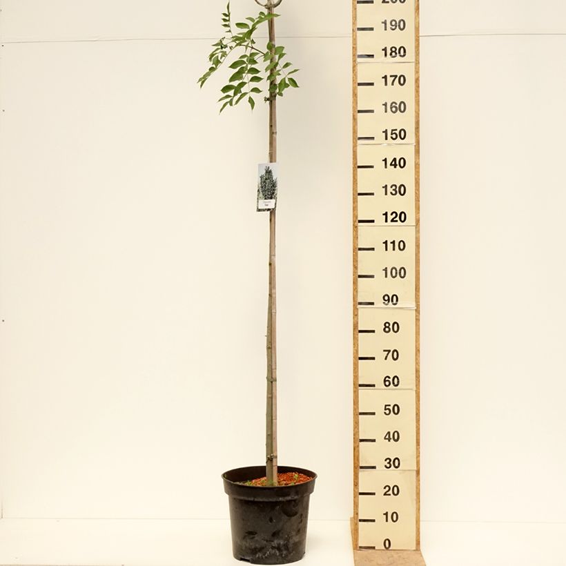 Fraxinus pennsylvanica Crispa Vaso da 30L/35L, Vaso impalcato esemplare consegnato in primavera
