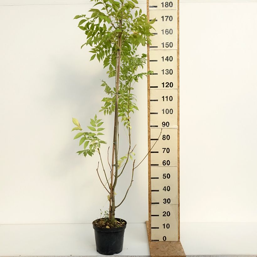 Spécimen de Frêne commun panaché - Fraxinus excelsior Argenteovariegata Pot de 7,5L/10L tel que livré en été