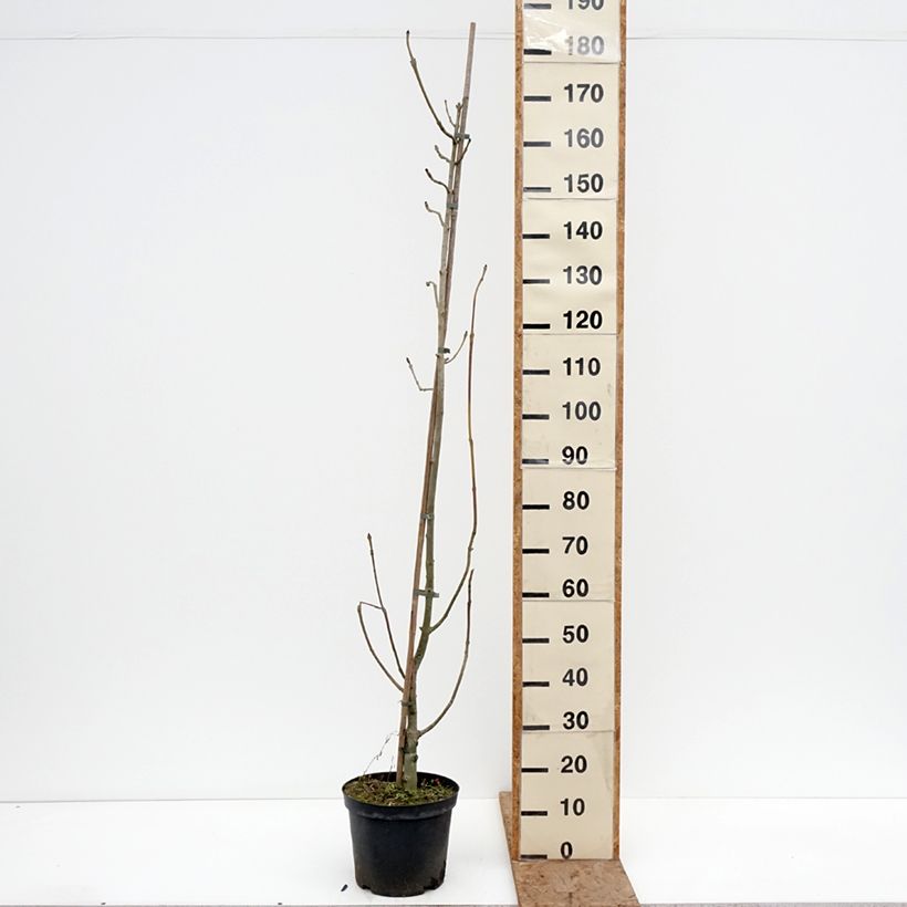 Spécimen de Frêne commun panaché - Fraxinus excelsior Argenteovariegata Pot de 7,5L/10L tel que livré en hiver