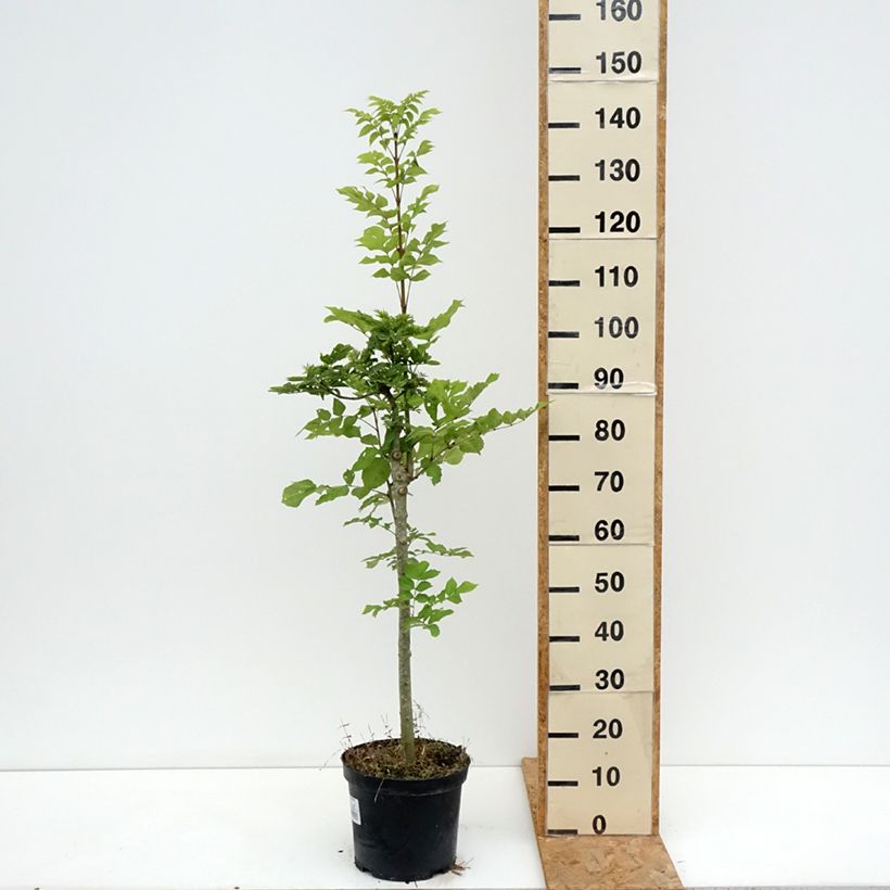 Spécimen de Frêne nain - Fraxinus excelsior Abiona Pot de 7,5L/10L, Tige tel que livré en été