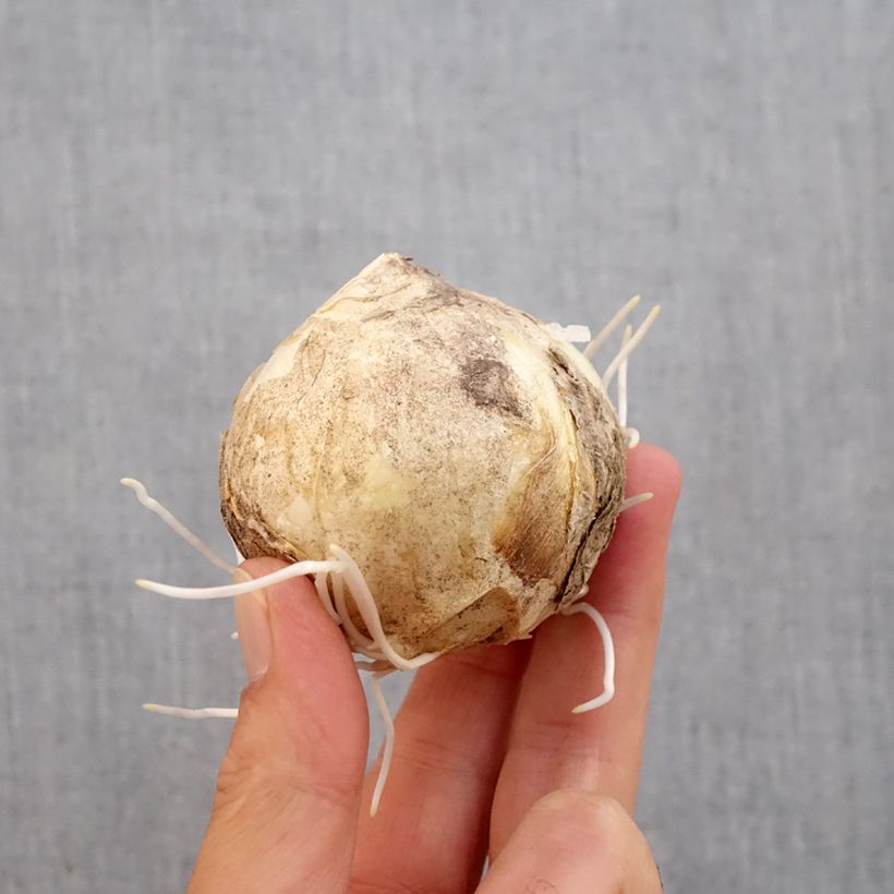 Spécimen de Fritillaire imperialis Early Sensation - Couronne impériale Bulbe calibre 18+ tel que livré en automne