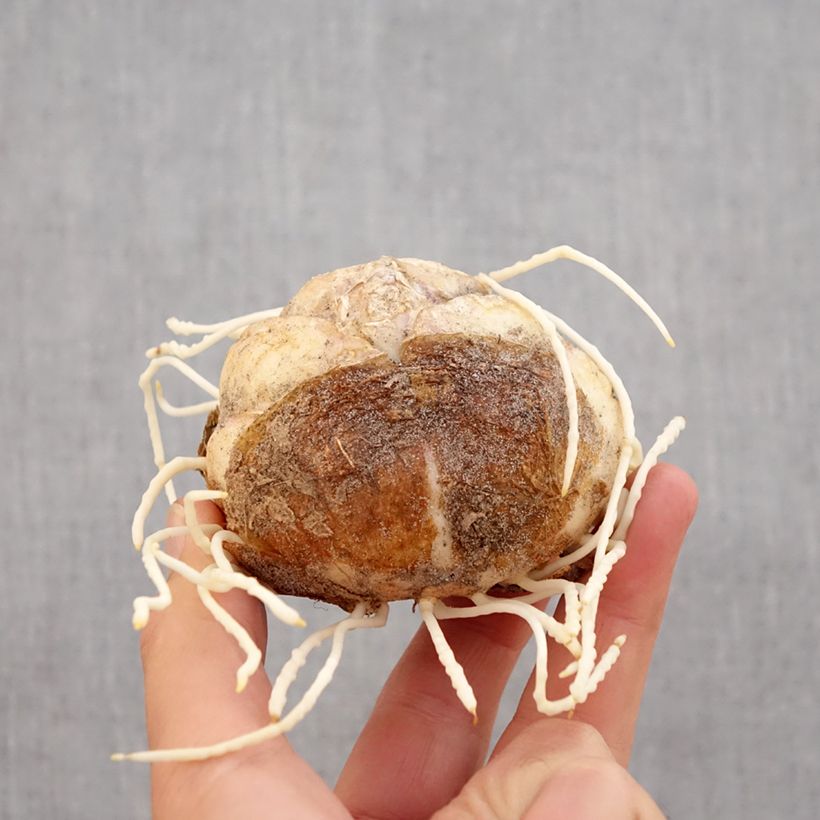 Spécimen de Fritillaire imperialis Rubra - Couronne impériale Bulbe calibre 24+ tel que livré en automne