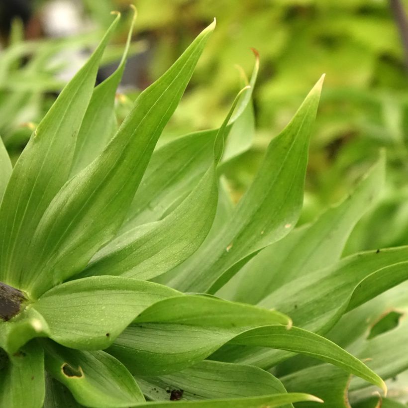 Fritillaire imperialis Rubra - Couronne impériale (Feuillage)
