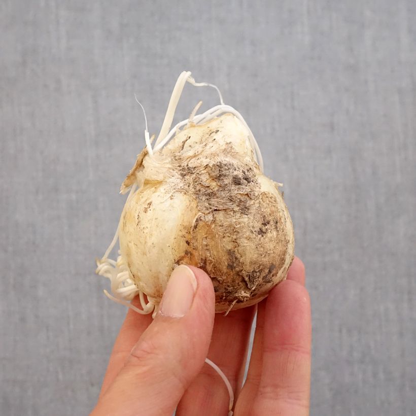 Spécimen de Fritillaire imperialis Sunset - Couronne impériale Bulbe calibre 20+ tel que livré en automne