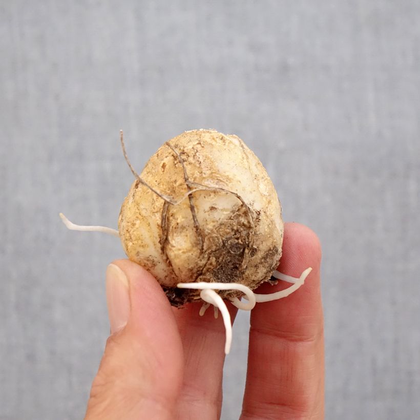 Spécimen de Fritillaire imperialis Tchaikovsky - Couronne impériale Bulbe calibre 14 tel que livré en automne