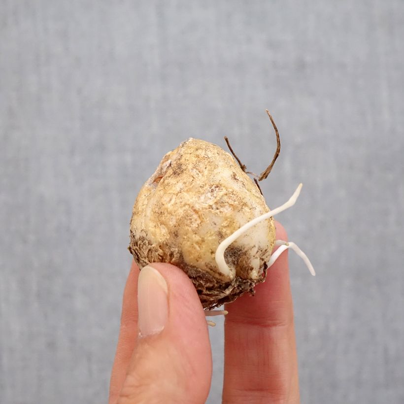 Spécimen de Fritillaire imperialis Vivaldi* - Couronne impériale Bulbe calibre 14/16 tel que livré en automne