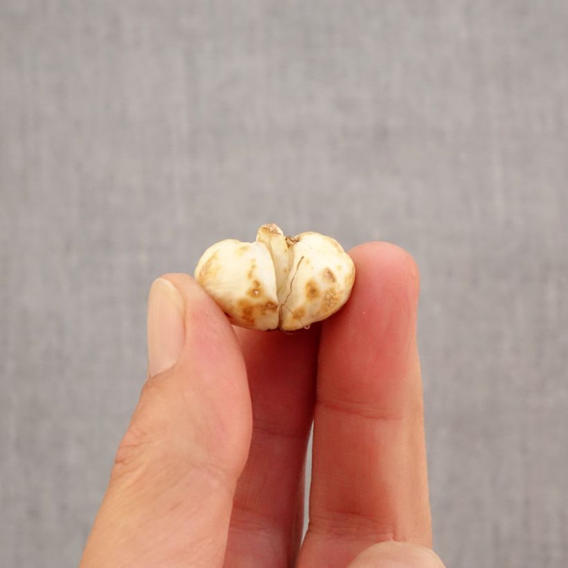 Spécimen de Fritillaire pintade - Fritillaria meleagris  Bulbe calibre 6+ tel que livré en automne