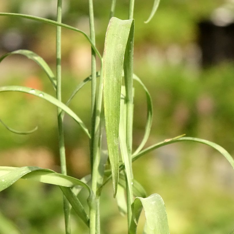 Fritillaire pintade - Fritillaria meleagris  (Feuillage)