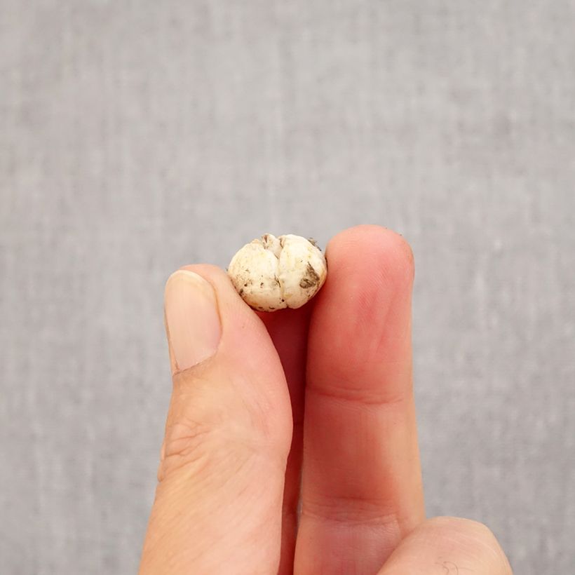 Spécimen de Fritillaria olivieri - Fritillaire botanique Bulbe calibre I tel que livré en automne