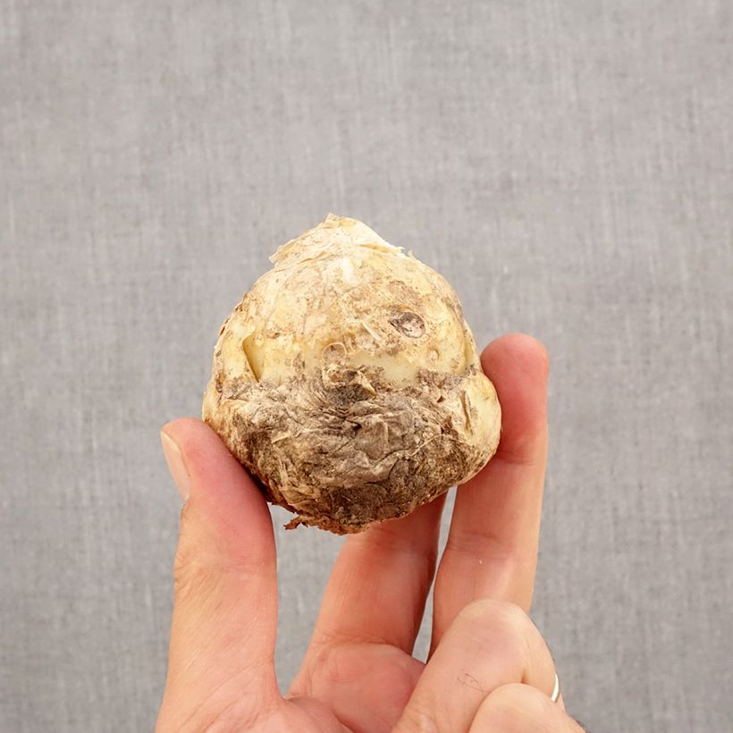 Spécimen de Fritillaria persica Ivory Bells - Fritillaire de Perse Bulbe calibre I tel que livré en automne