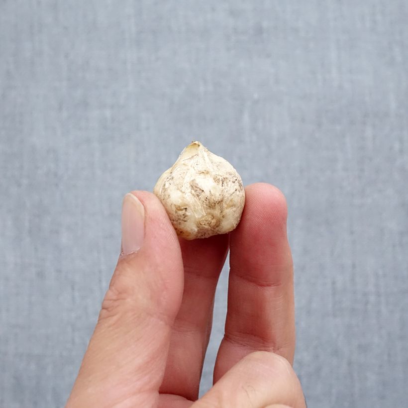 Spécimen de Fritillaria stenathera - Fritillaire à éperon Bulbe calibre I tel que livré en automne