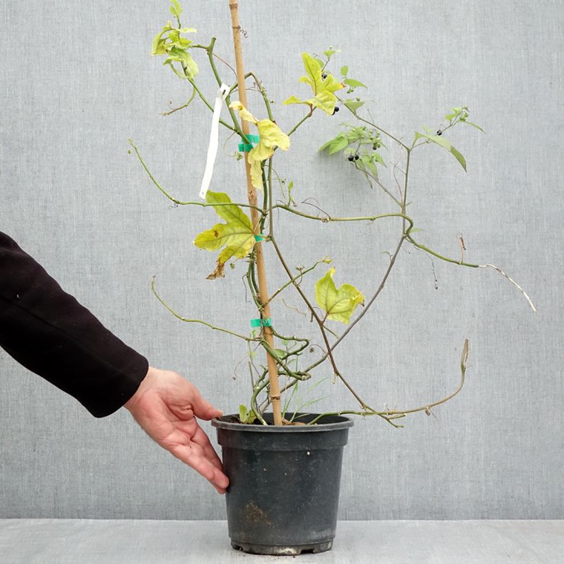 Spécimen de Fruit de la passion (Grenadille) - Passiflora edulis Pot de 3L/4L tel que livré en automne