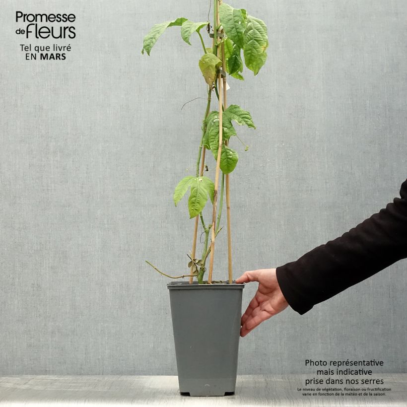 Amostra de Maracujá - Passiflora edulis Vaso de 3 L/4 L tal como entregue na primavera