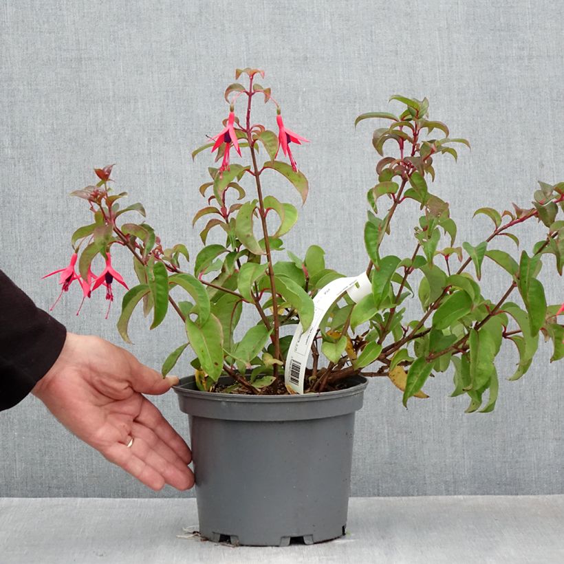 Spécimen de Fuchsia alpestris Grimpant Pot de 3L/4L tel que livré en automne