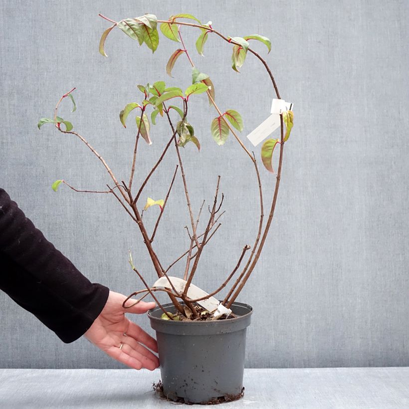 Spécimen de Fuchsia alpestris Grimpant Pot de 3L/4L tel que livré en hiver